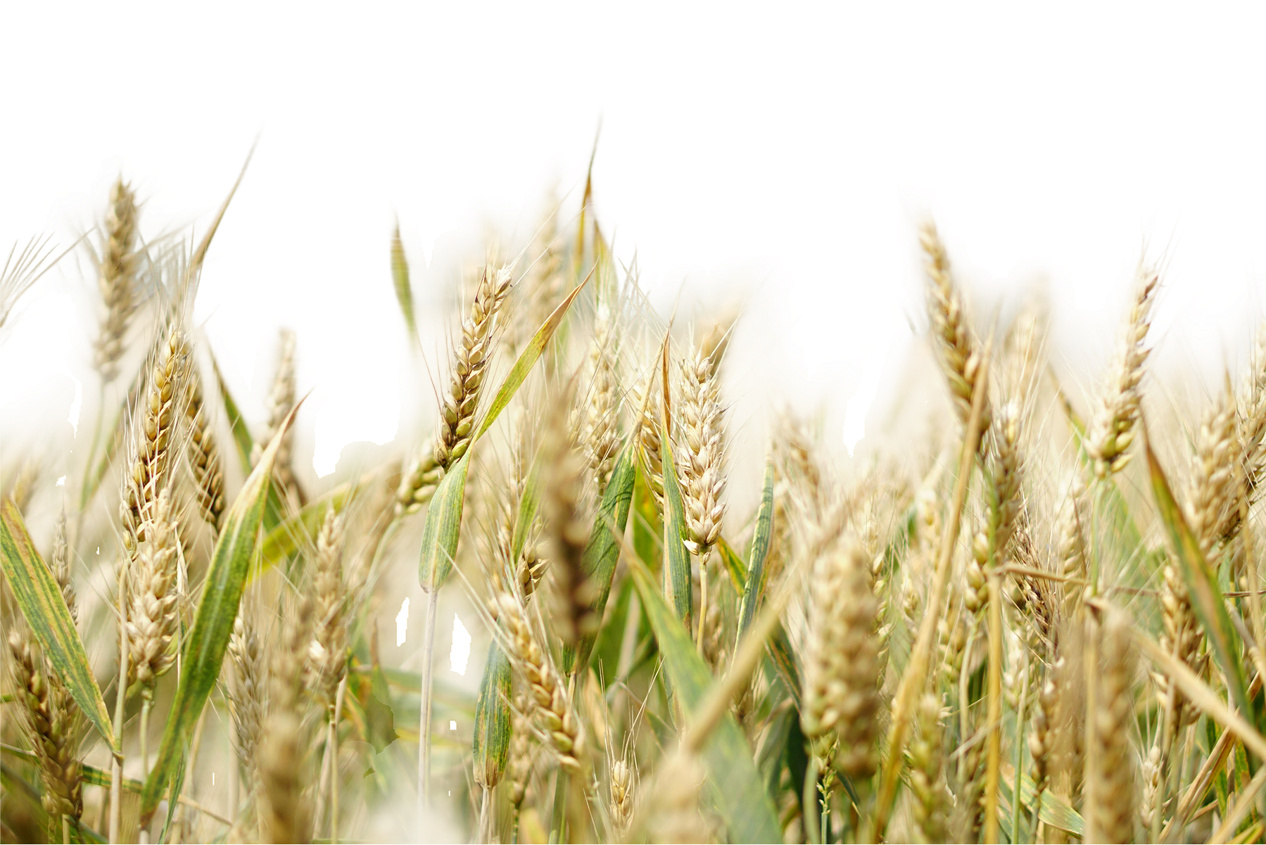 Agricover Hero Background